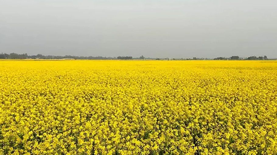 Bumper mustard yield  expected in Gazipur
