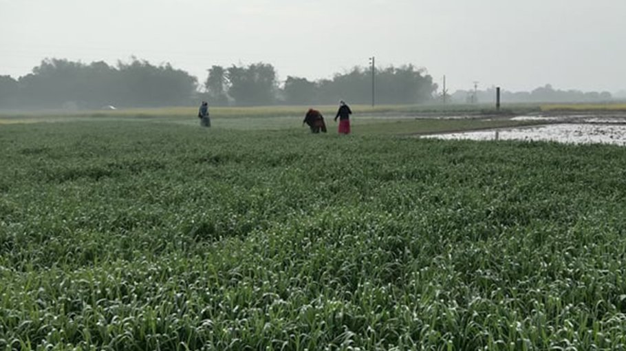 Wheat farming vital to mitigate  water stress in Barind region