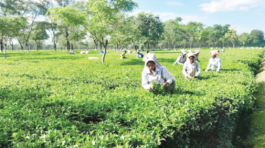 Growers in N-region uproot tea plants for low price