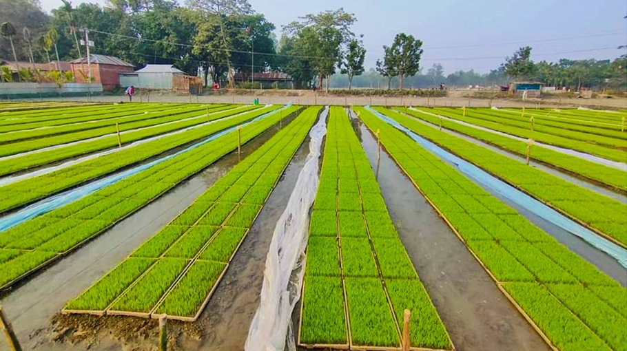 Transplantion of Boro seedlings using ‘Somoloy’ process gets popular in Ulipur