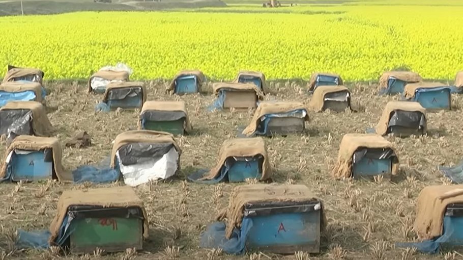 Honey collectors passing  busy time in Manikganj