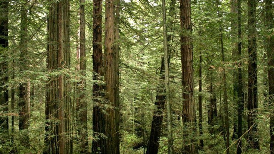 Old forests are critically important for slowing climate change 