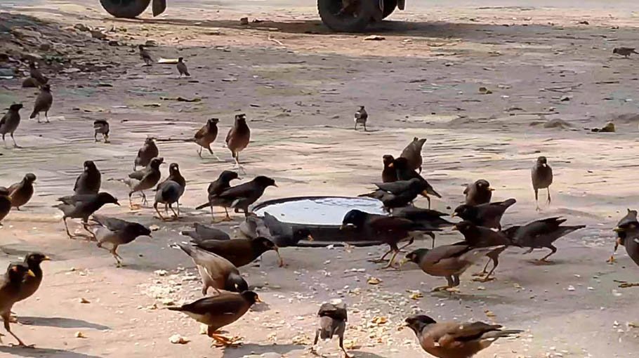 Story of a bird lover 