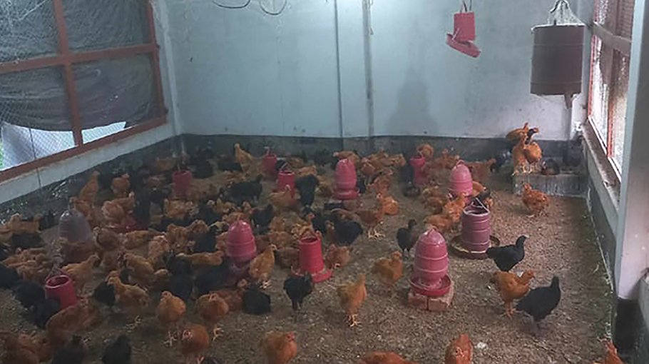 Chicken rearing makes women  self-reliant in Rajshahi