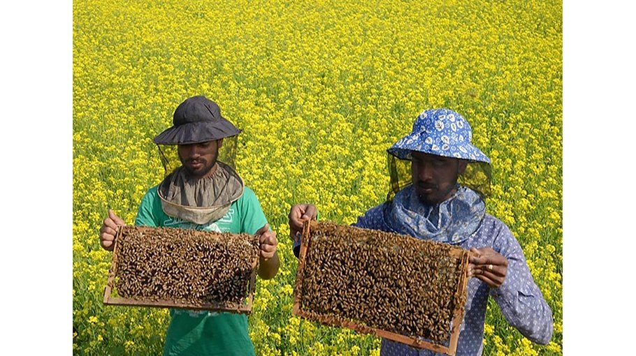 Apiculture in mustard fields  gains ground in Thakurgaon 