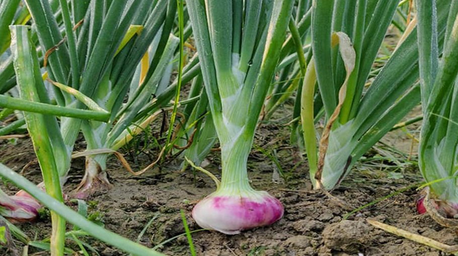  35,781 tonnes of onion yield expected in Jamalpur
