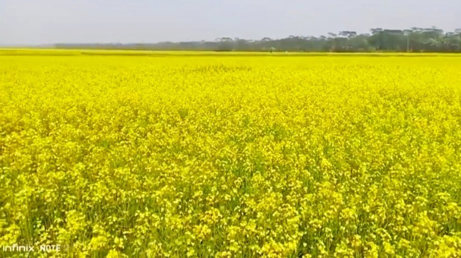Eye-soothing beauty of mustard flowers
