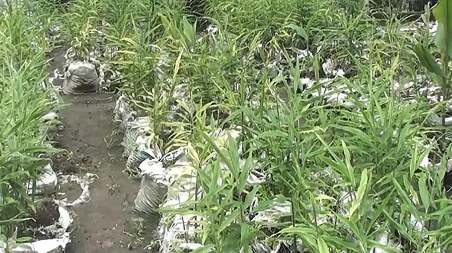 Ginger farming in sacks gains ground in Gaibandha 