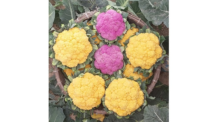 Colour cauliflower farming gains ground in Naogaon