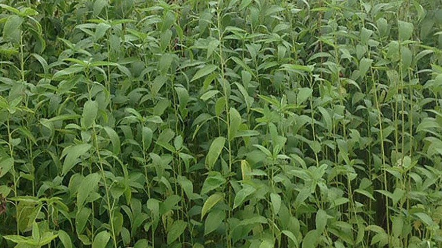 Cultivation of quality jute thru scientific method stressed