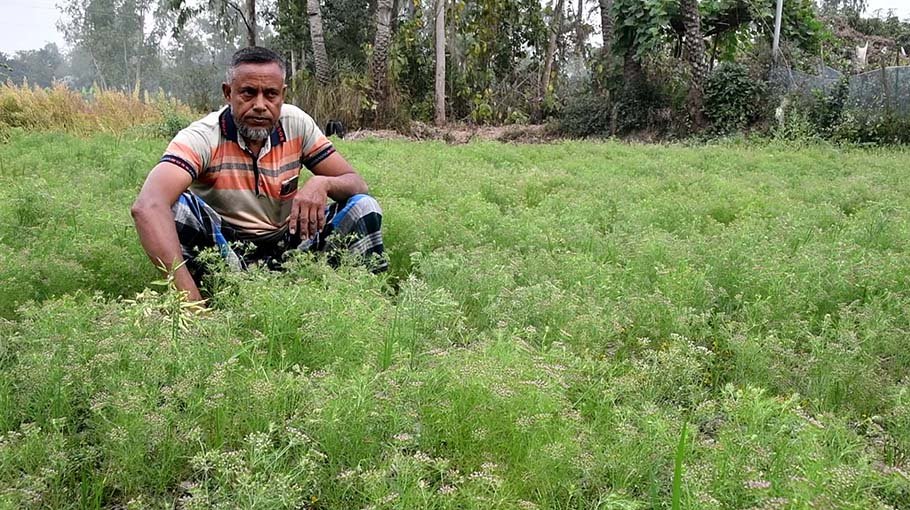 Experimental cumin cultivation in Naogaon 