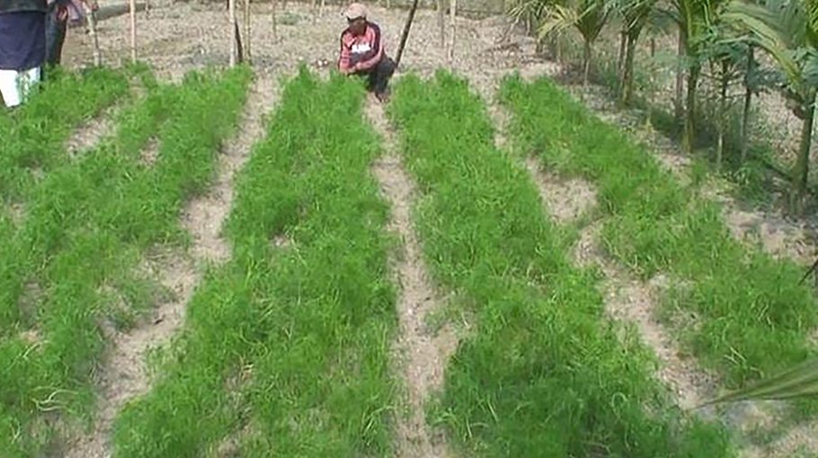Cumin farming begins in Gobindaganj upazila