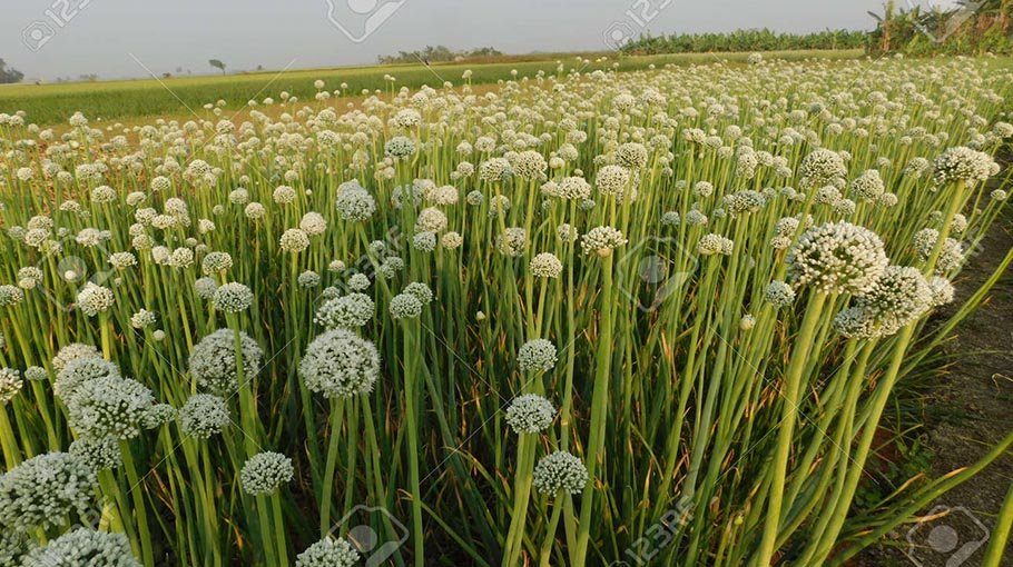 Onion seed farming a boon to many farmers in Rajshahi 