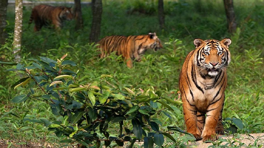 Research on diagnosis of tigers begins in Sundarbans 