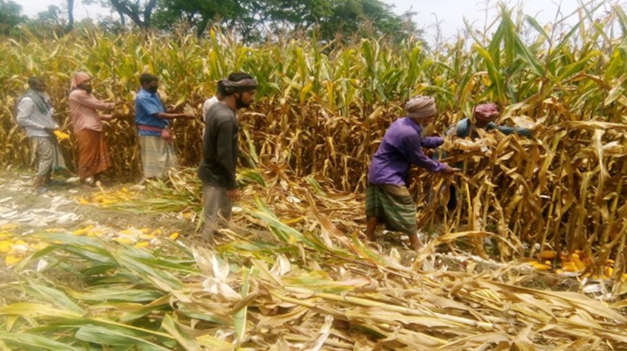 Bumper maize yield expected in Jibannagar