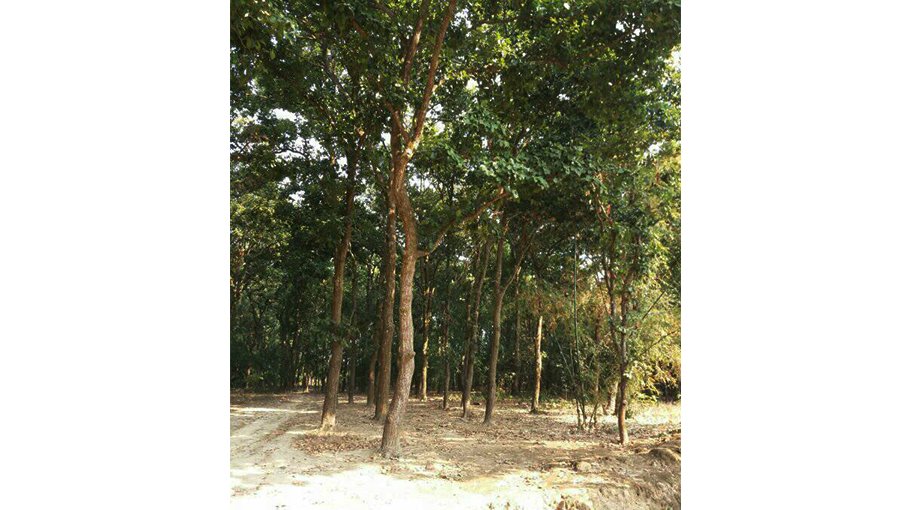 Deep-forest creates hope for villagers 