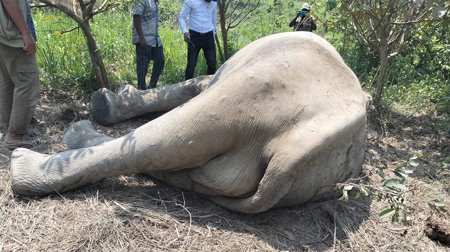 Elephant found dead in Teknaf