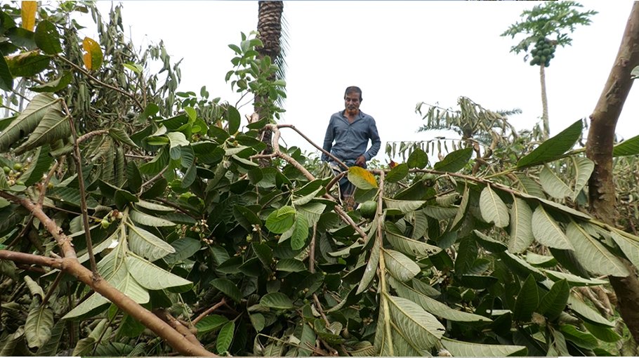  150 guava plants cut down over enmity in Jhenaidah