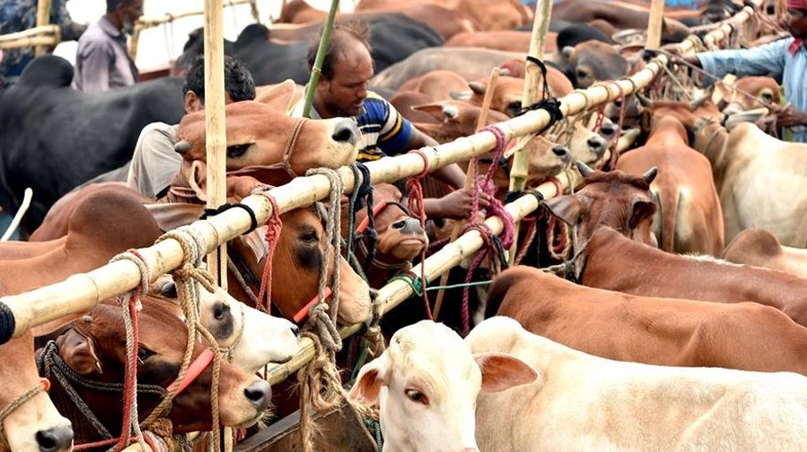 Bangladesh requests Brazil to supply cattle head during Eid-ul-Azha