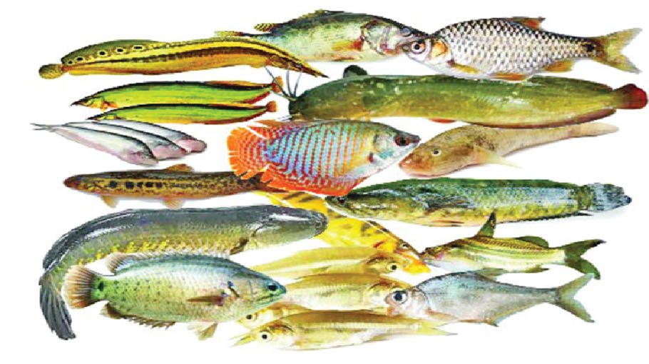 Climate change poses threat to indigenous fish species