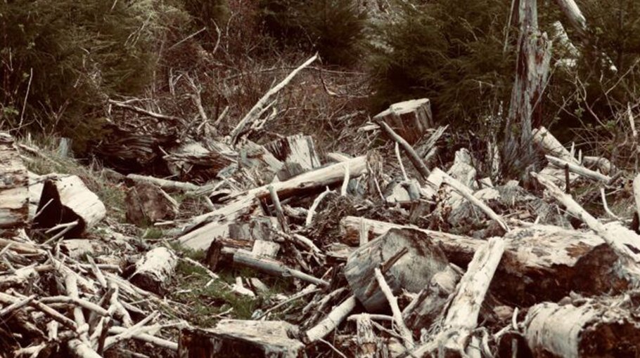 Should harming the Planet be a crime? The case for ecocide laws