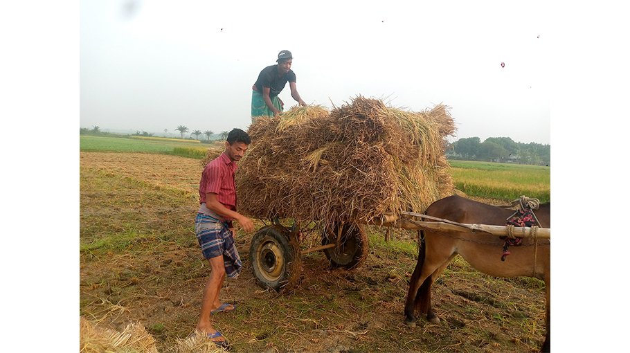Boro farmers harvesting paddy  fearing storm, rainfall