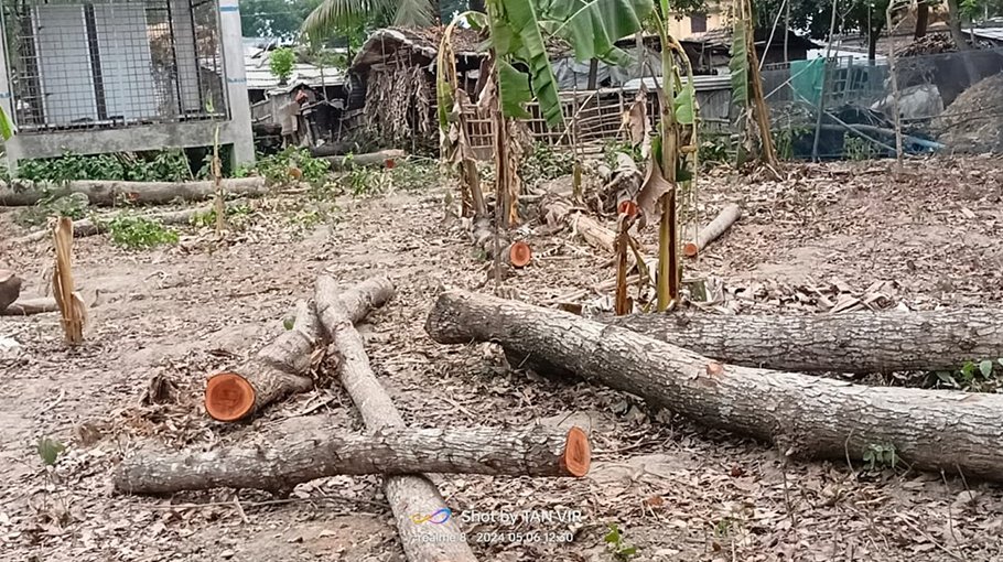 Trees of school felled for sale in Jibannagar!