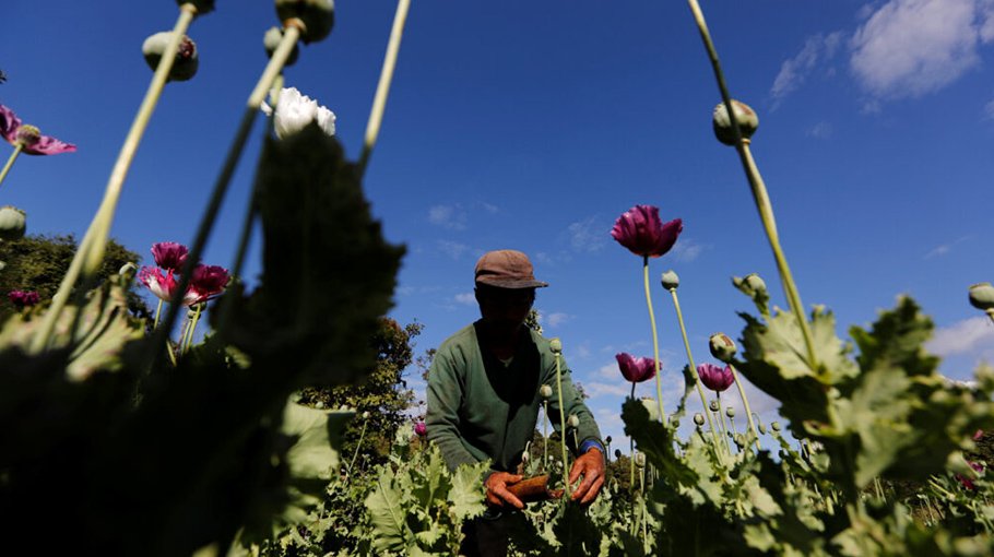 How Myanmar became the opium capital of the world 