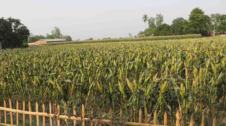 Maize brings smile on cultivators’ faces in Manikganj