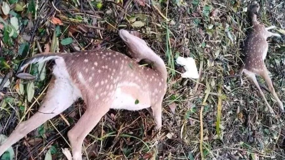 15 more deer carcasses found in Sundarbans