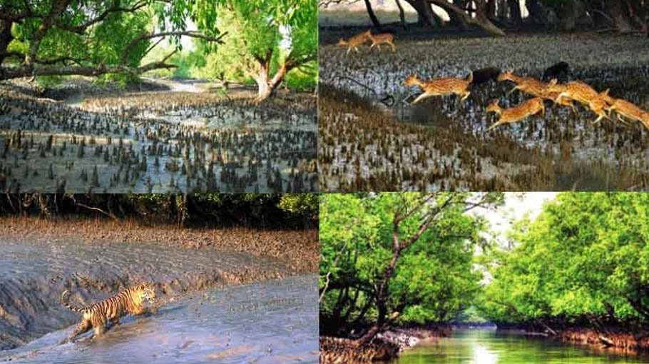 3-month ban on fishing, tourism in Sundarbans begins