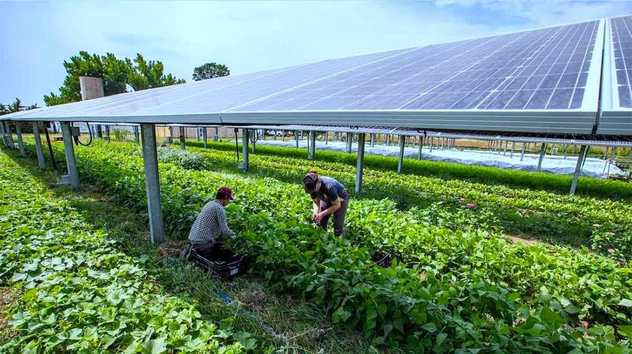Veg farming now beneath solar panels Bangladesh Post