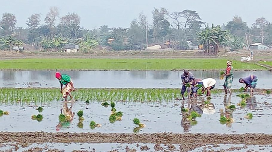 SIB distributes funds for marginal farmers in Satkhira