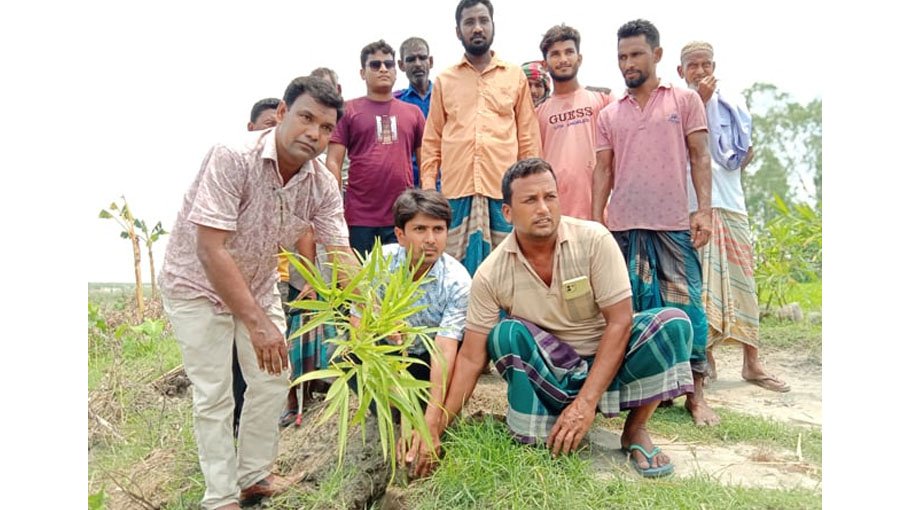 1,000 bamboo saplings planted on Brahmaputra banks in Gaibandha