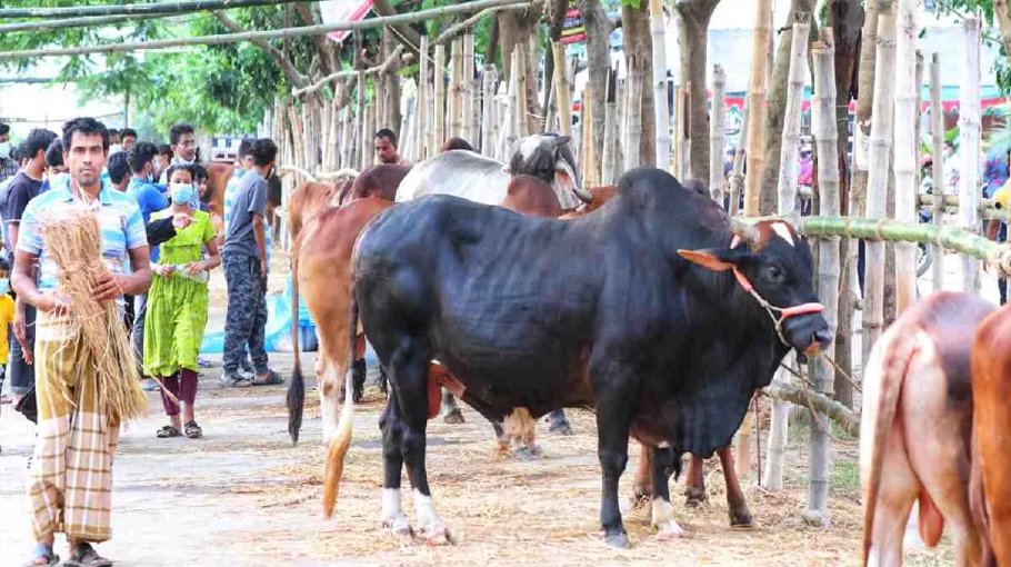 Warning against cattle fattening