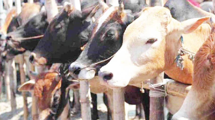 Sale of sacrificial animals  begins in city cattle markets
