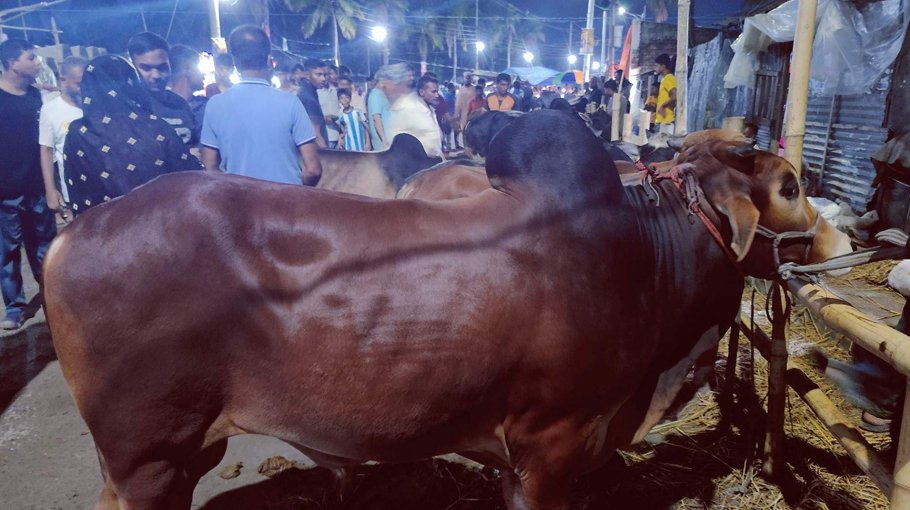 Sale of sacrificial animals gains momentum in Khulna