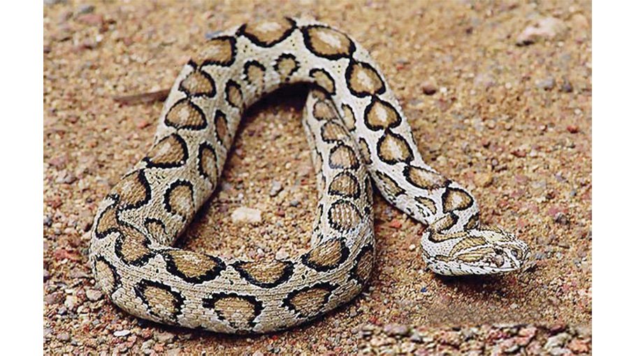 Russell’s Viper: Country in grip of panic, rumours