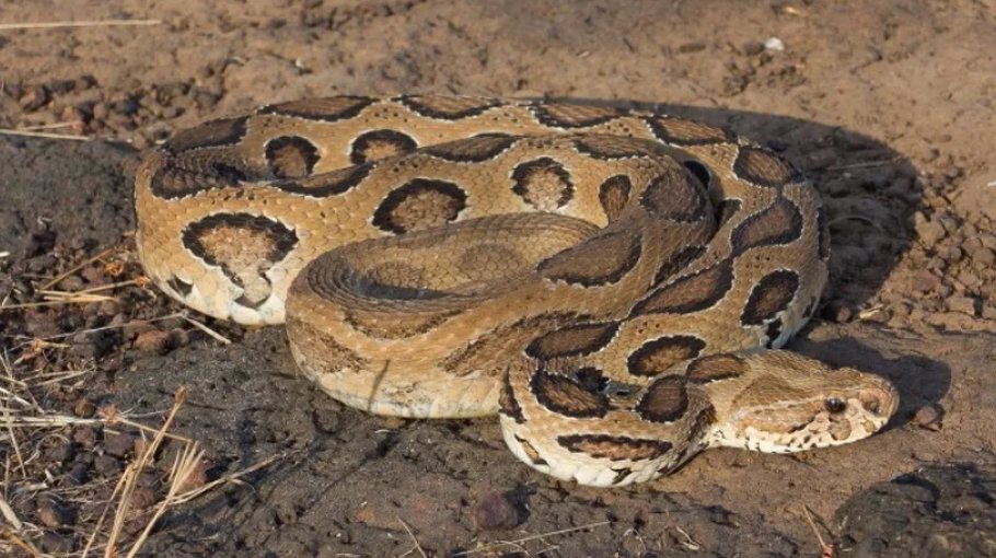 ‘Don’t  panick over Russell’s Viper’