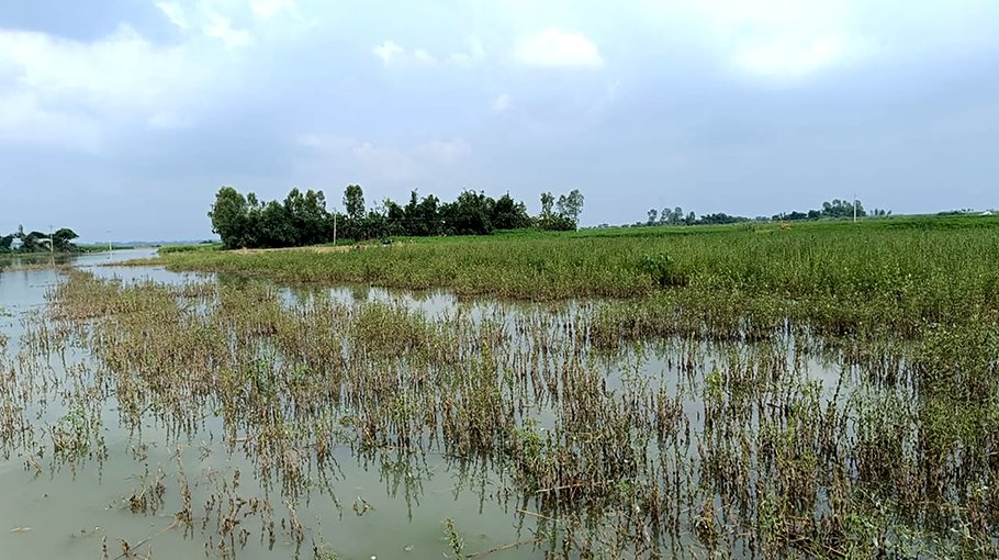 Farmers in char areas worried as water level of Jamuna goes up