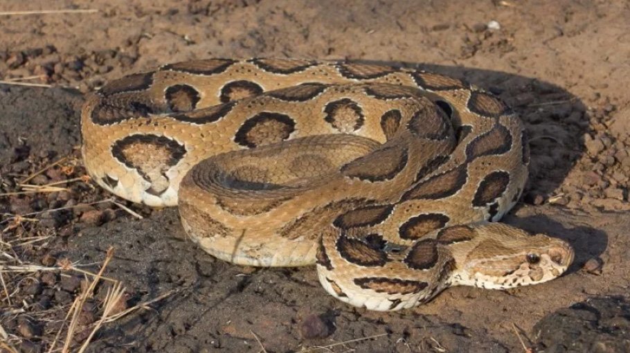 Russell’s viper killed in Jibannagar