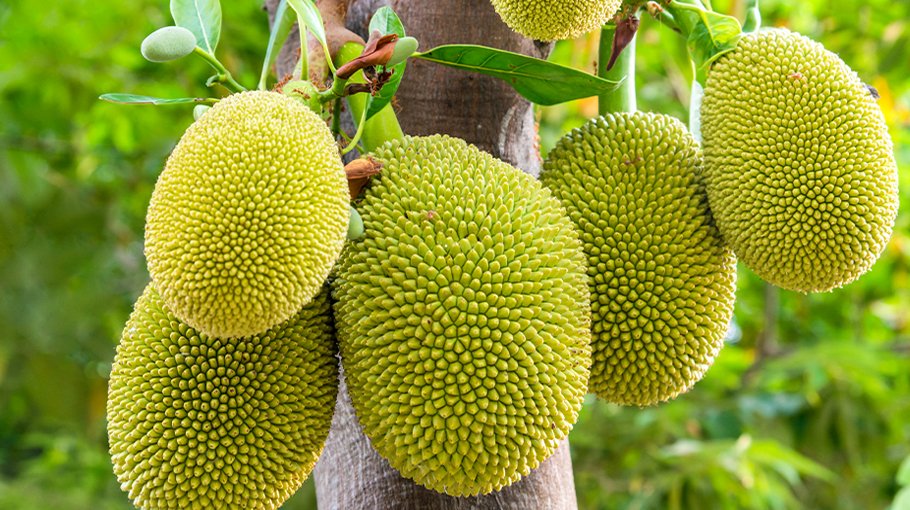 Bumper  jackfruit yield in Gazipur