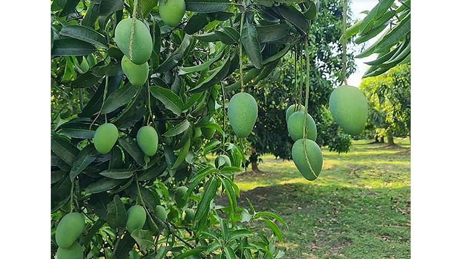 Barind area becoming hub of diversified  crops to mitigate water security