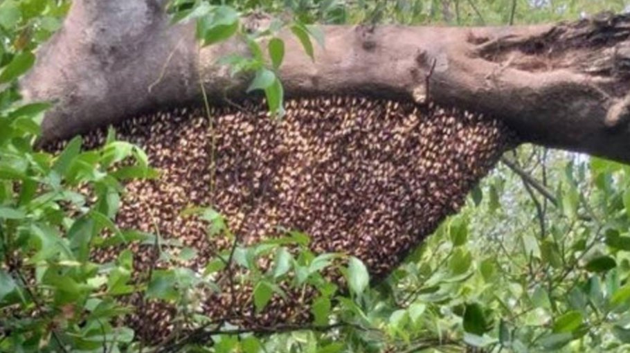 ‘Sundarbans Honey’ being registered  as GI product