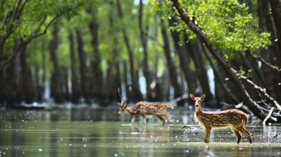 Sundarbans getting back to normal a month after Remal