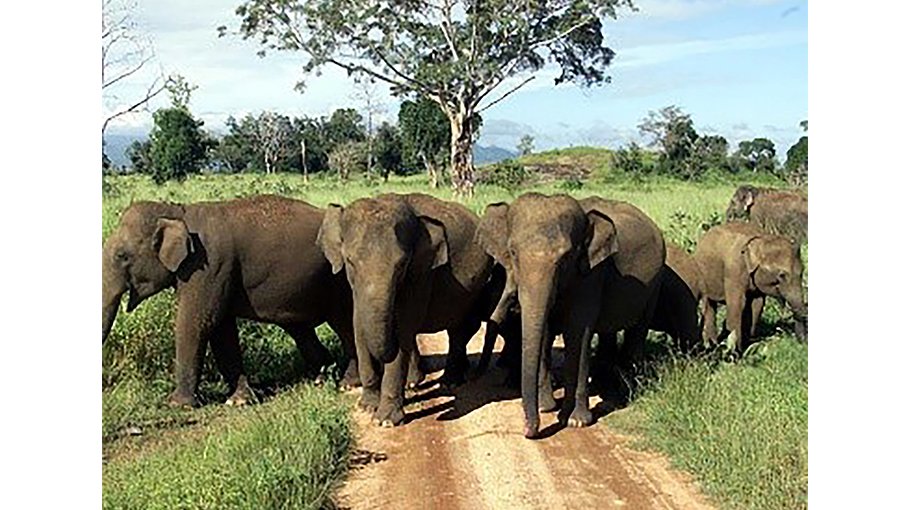 SriLanka pilgrims flee as elephant runs amok