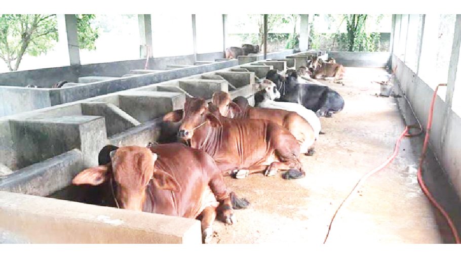 Marginal dairy farmers need more sales points in Rajshahi