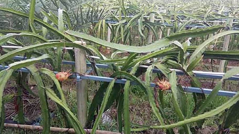 Dragon farming boosts Rajshahi’s agro-based entrepreneurship
