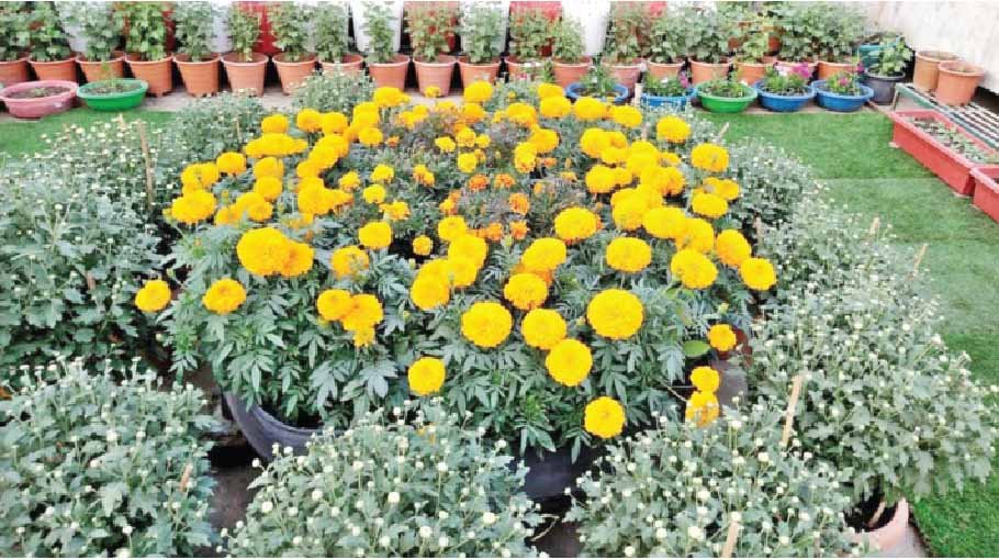 Rooftop garden project starts at schools across Dhaka