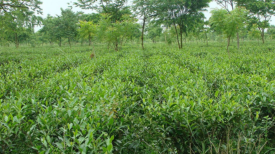 Tea farmers unhappy with low price
